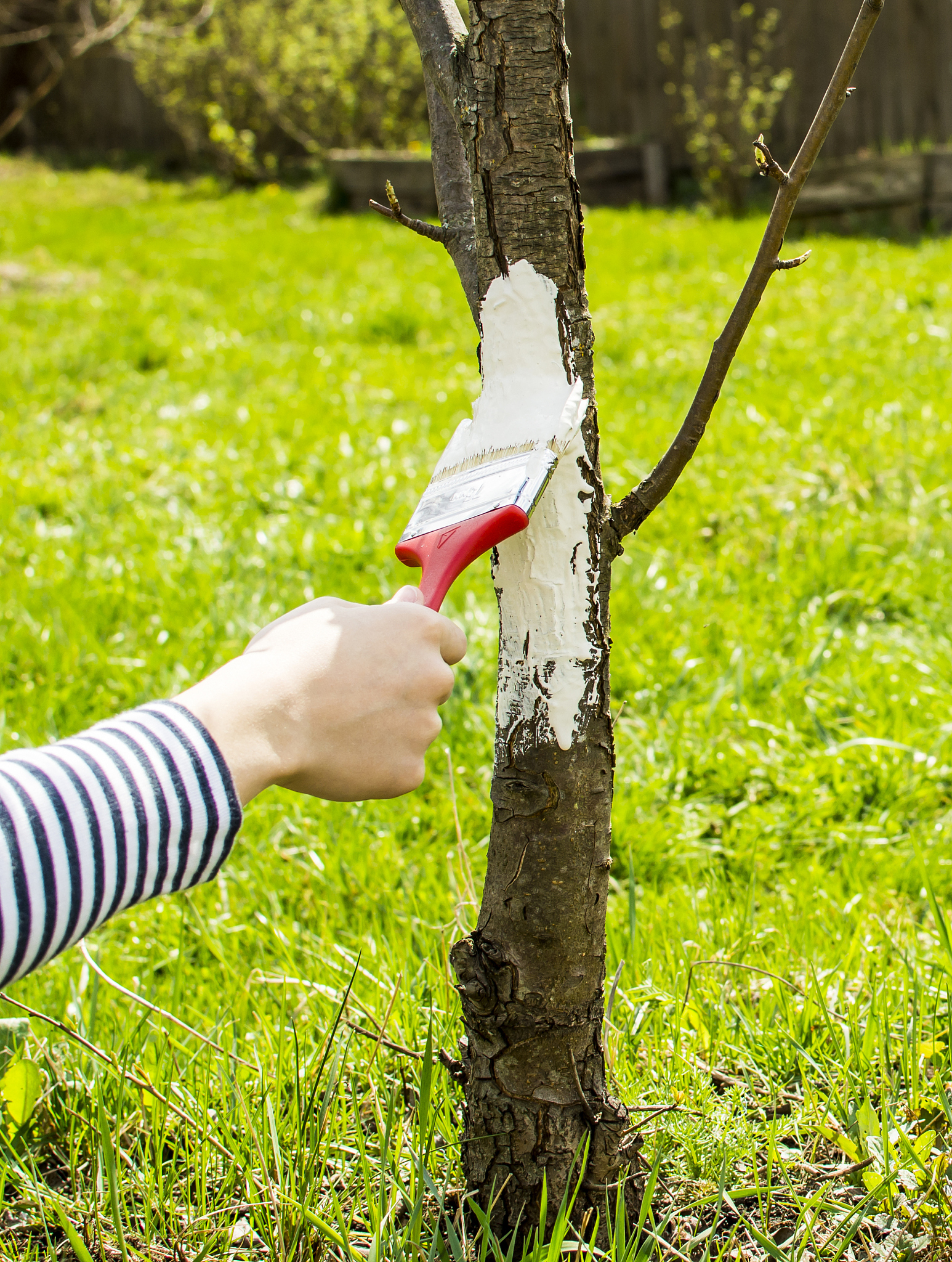 高大乔木修剪目的