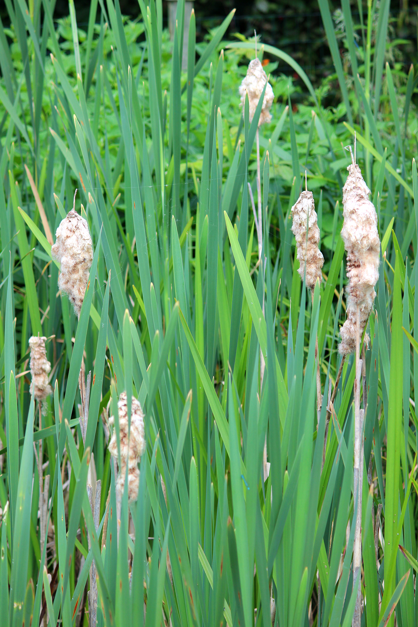 image of bulrushes, bulrush seeds in garden pond