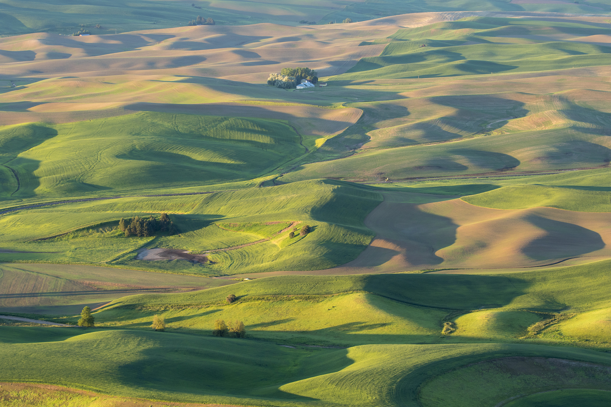 rolling wheat fields,elevated view