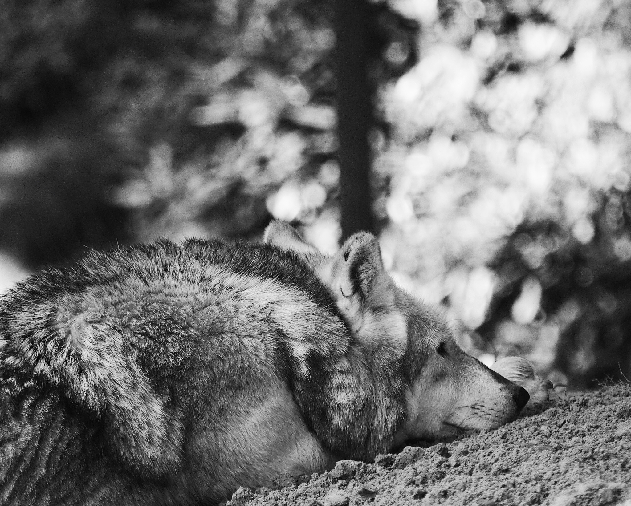 黑龙江农业经济职业学院宠物养护与驯导专业：发展前景广阔