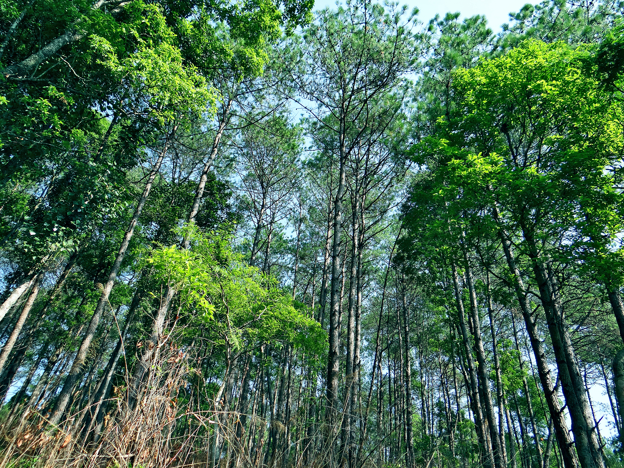 水溶解了的我想喷施肥。该调多少比例