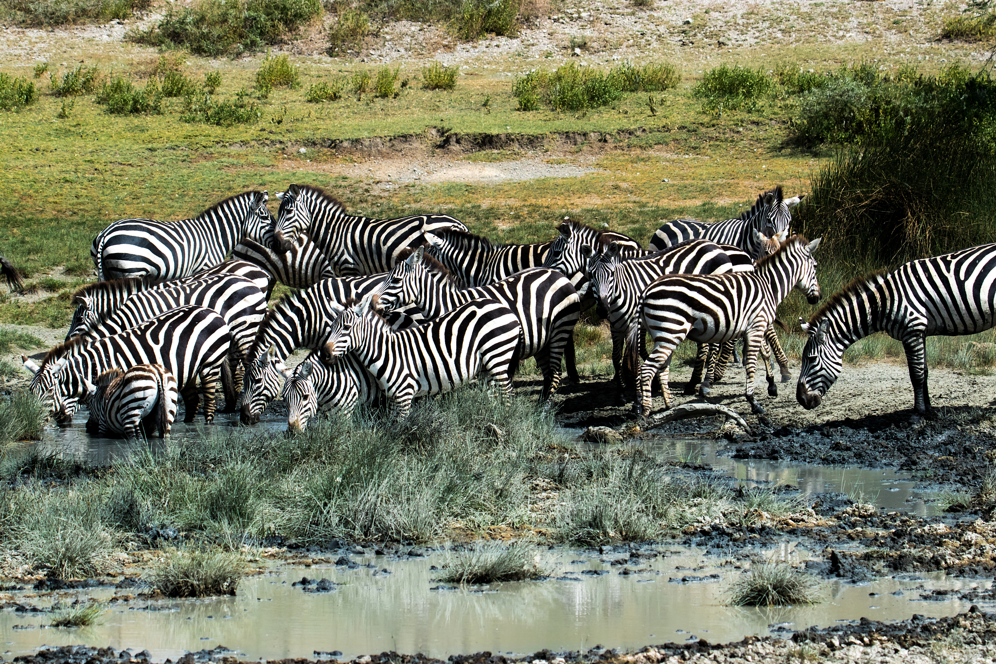 herd of zebras in african savanna