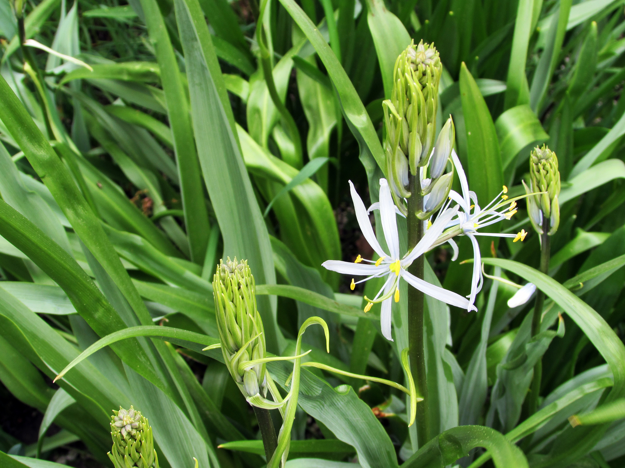 camassia leichtlinii or great camas