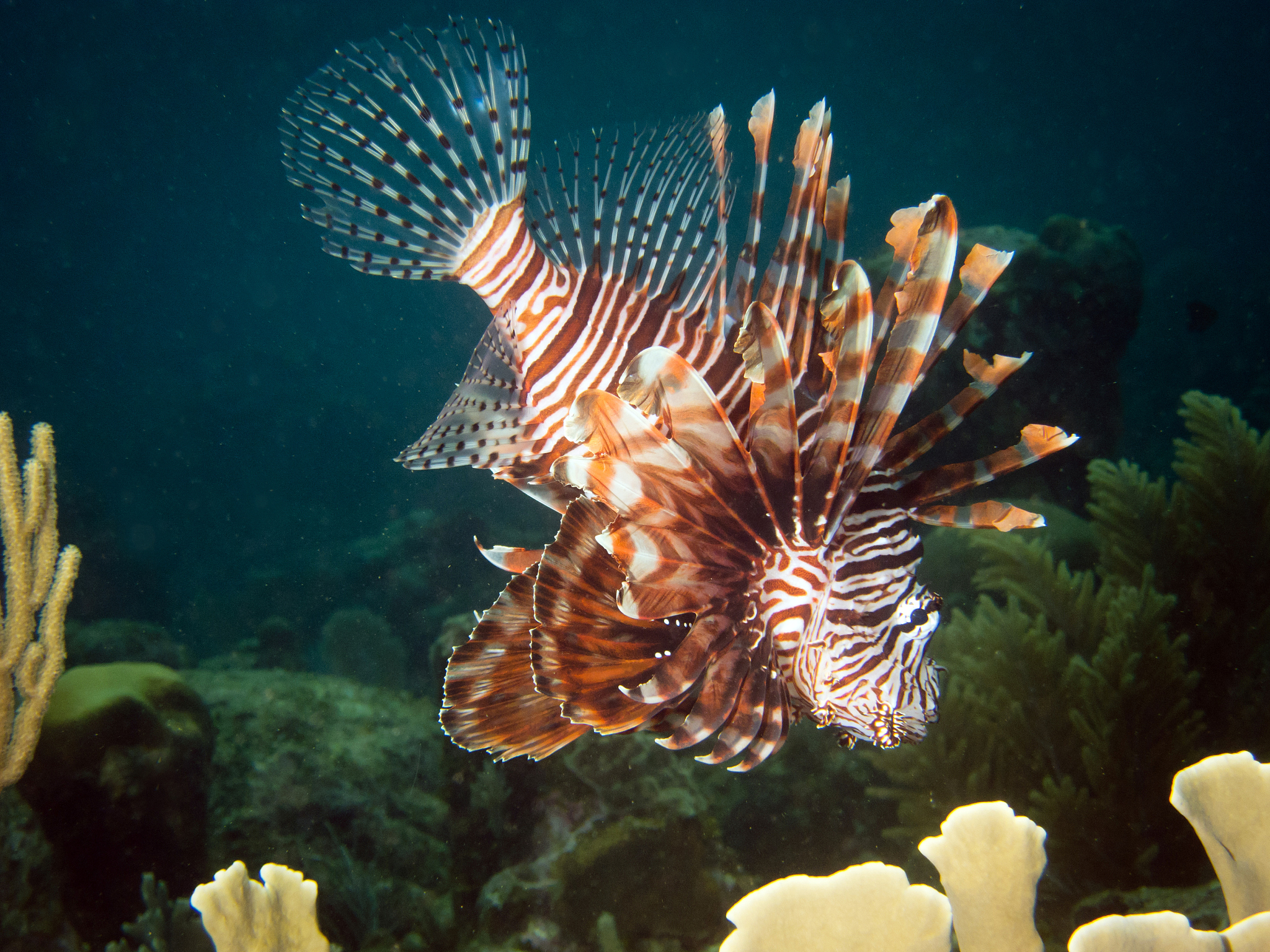 lion fish