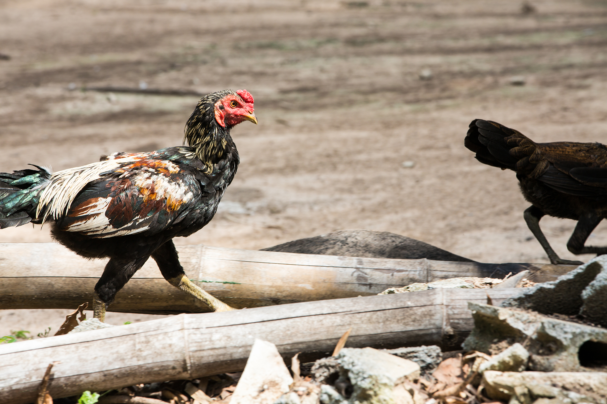 chicken are walking in farm