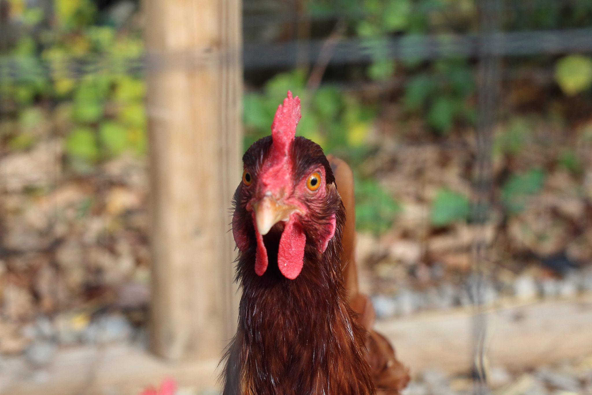 chicken