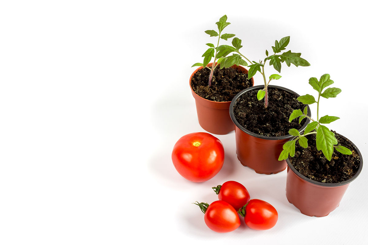 圣女果种植土壤的ph值是多少