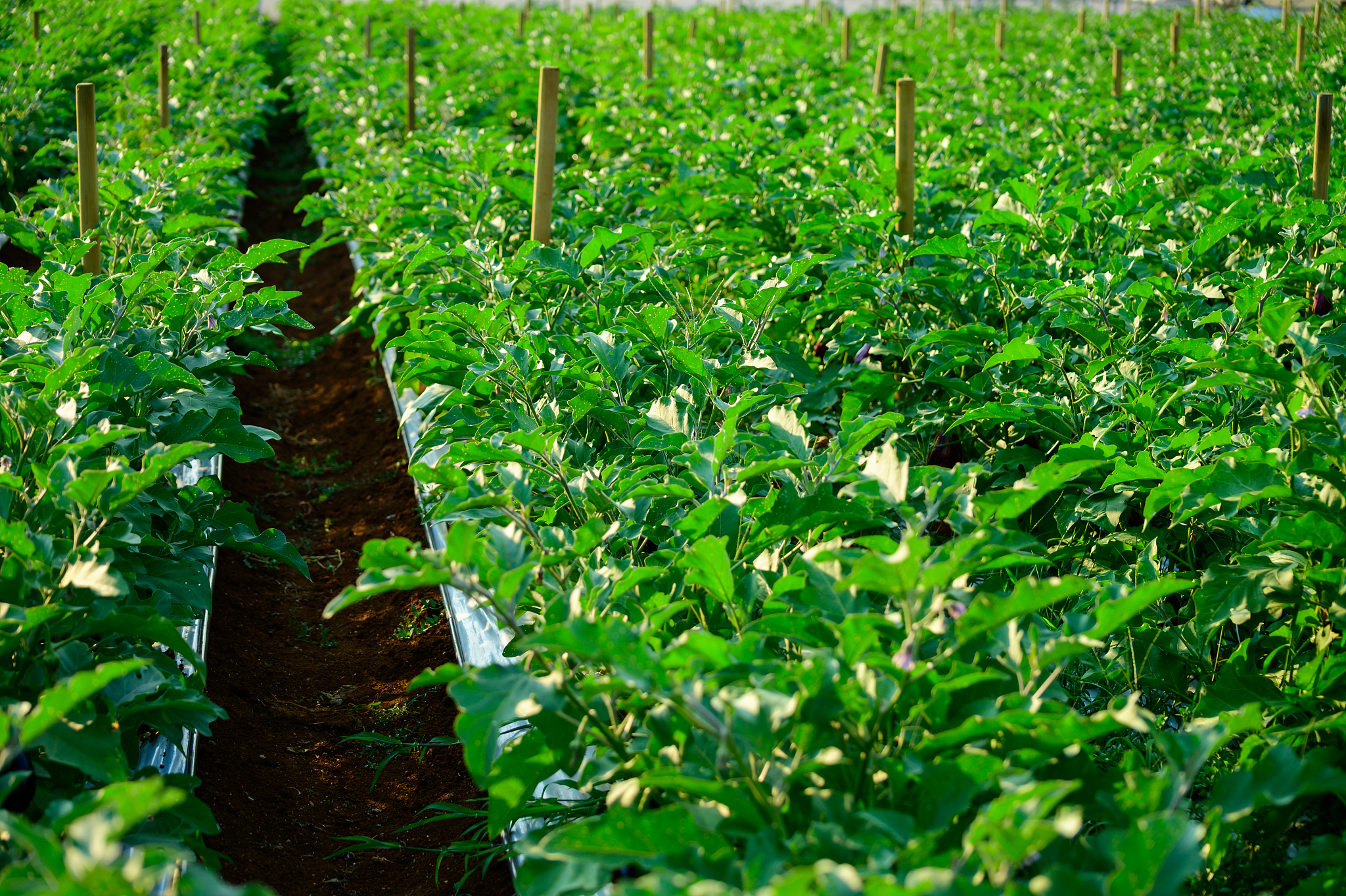 new harvest of ripe purple eggplants vegetables in italy