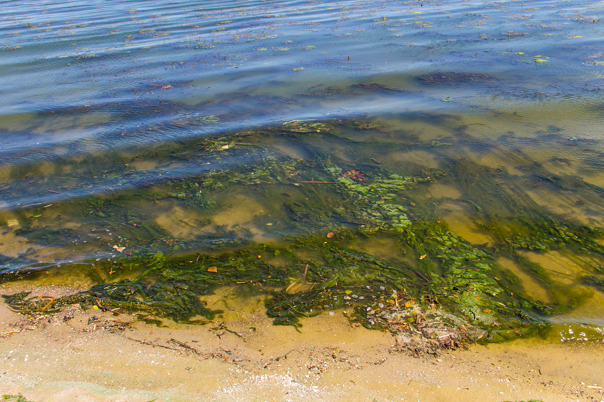 藻类爆发：水污染和水体破坏的元凶