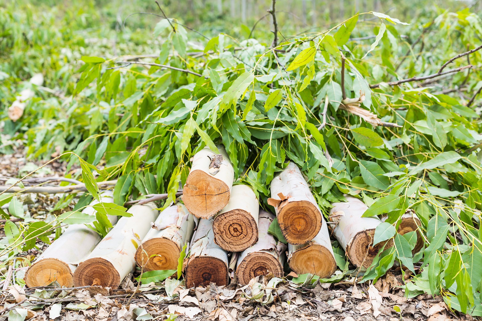 eucalyptus tree was cut in the forest