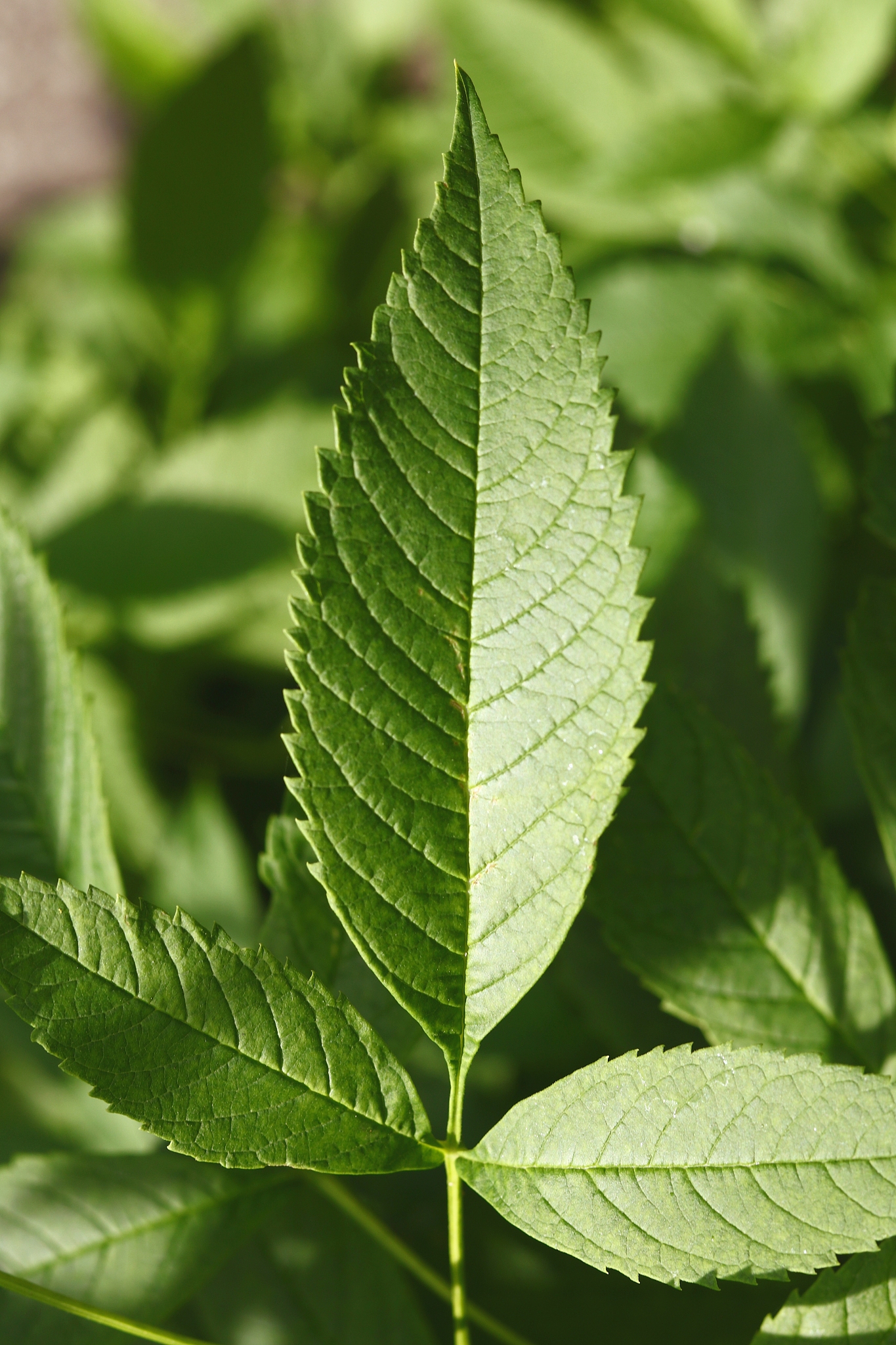 green leaves pattern