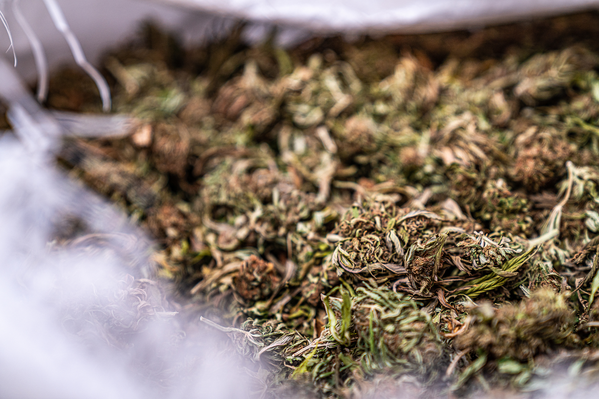 红曲霉会致病吗？潜在的健康风险与注意事项