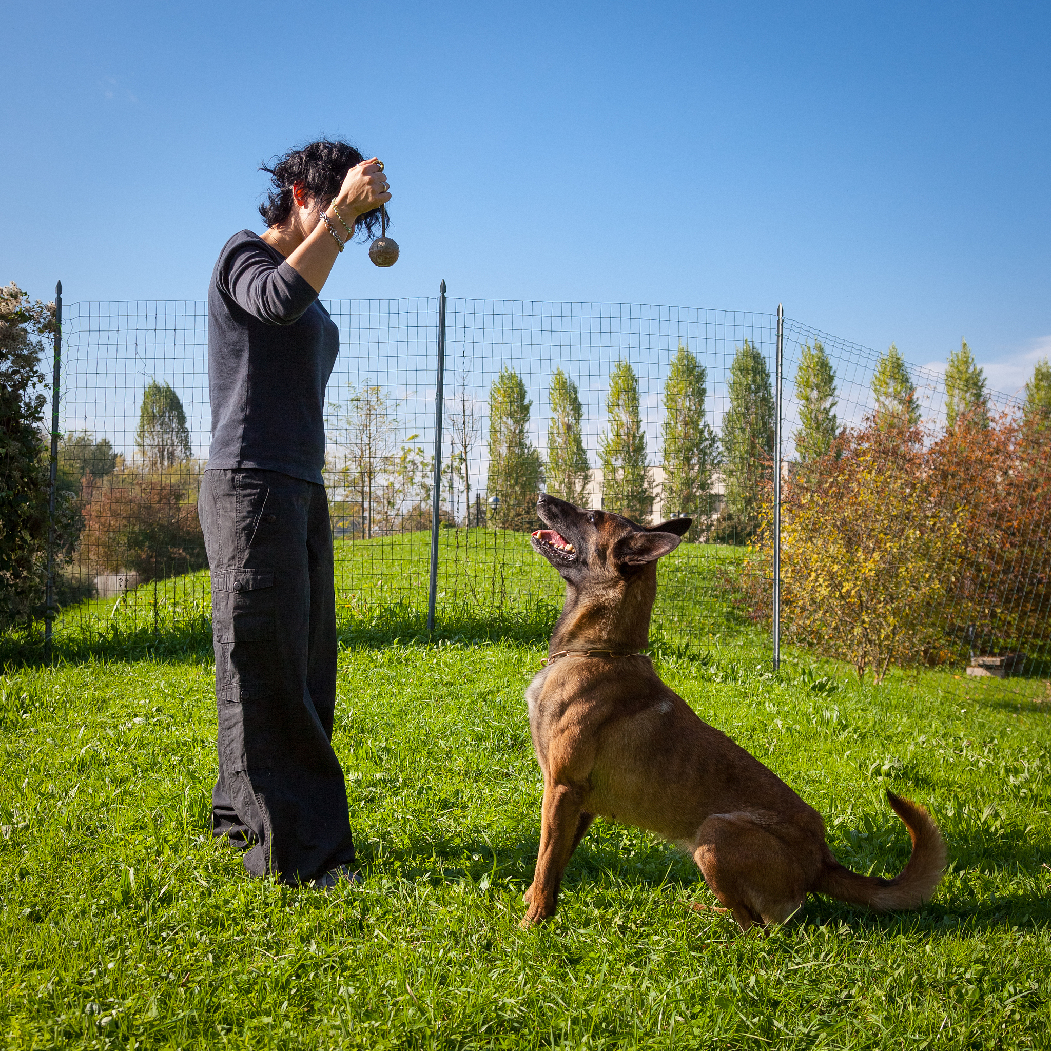 艾尔登法环：猎犬步伐 vs 翻滚，哪个更实用？