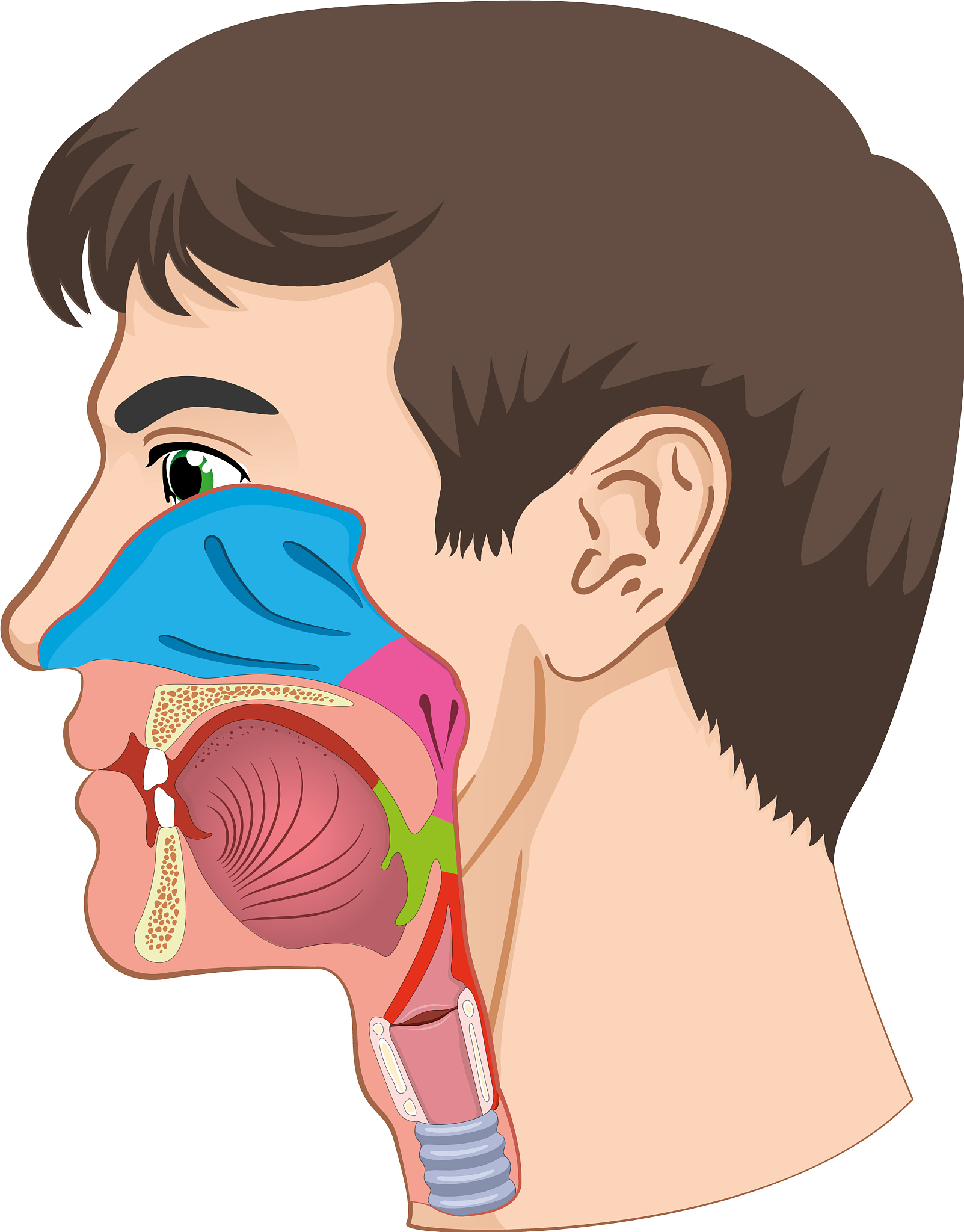 鼻甲肥大症状：鼻塞、呼吸困难、鼻出血等
