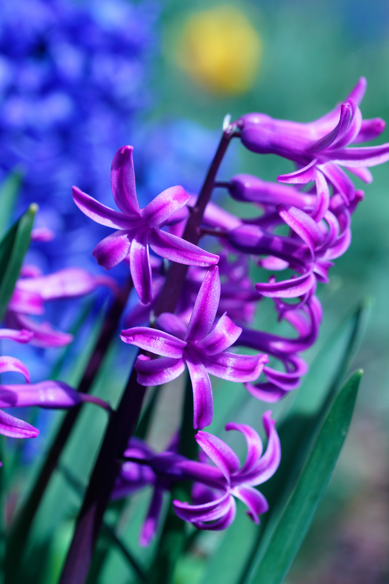 hyacinths