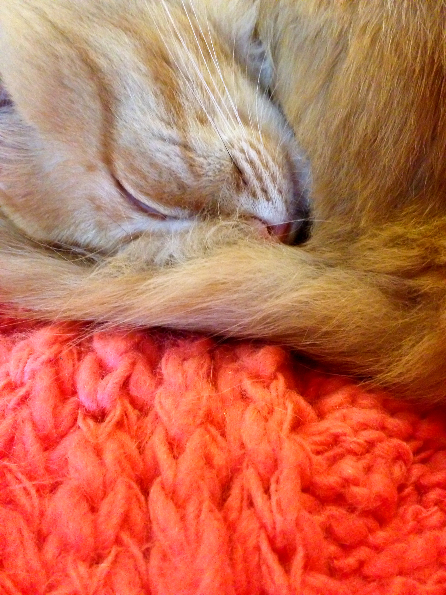 宠物公猫是否需要绝育