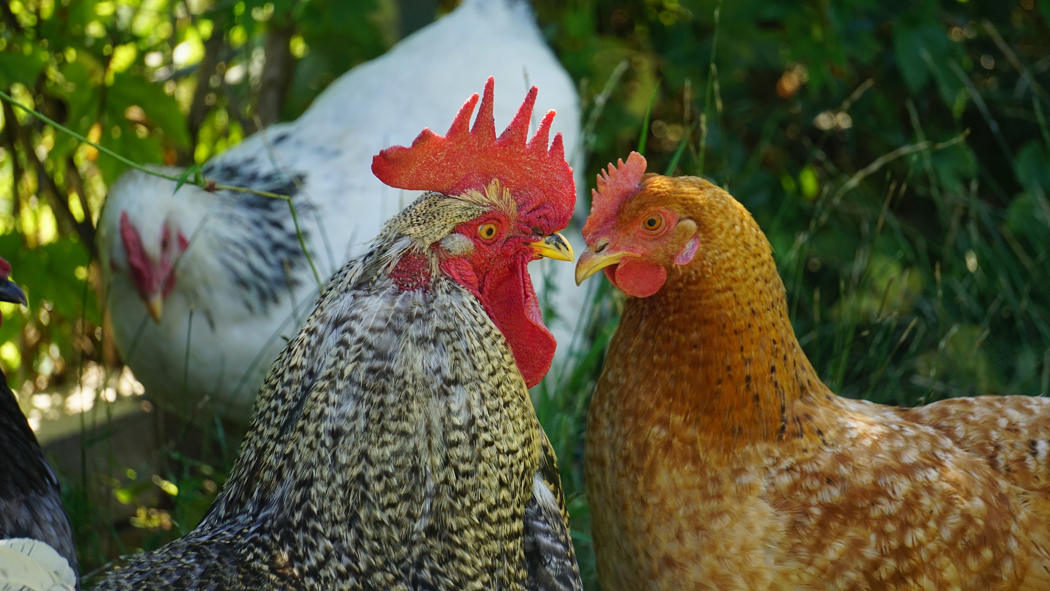 chicken
