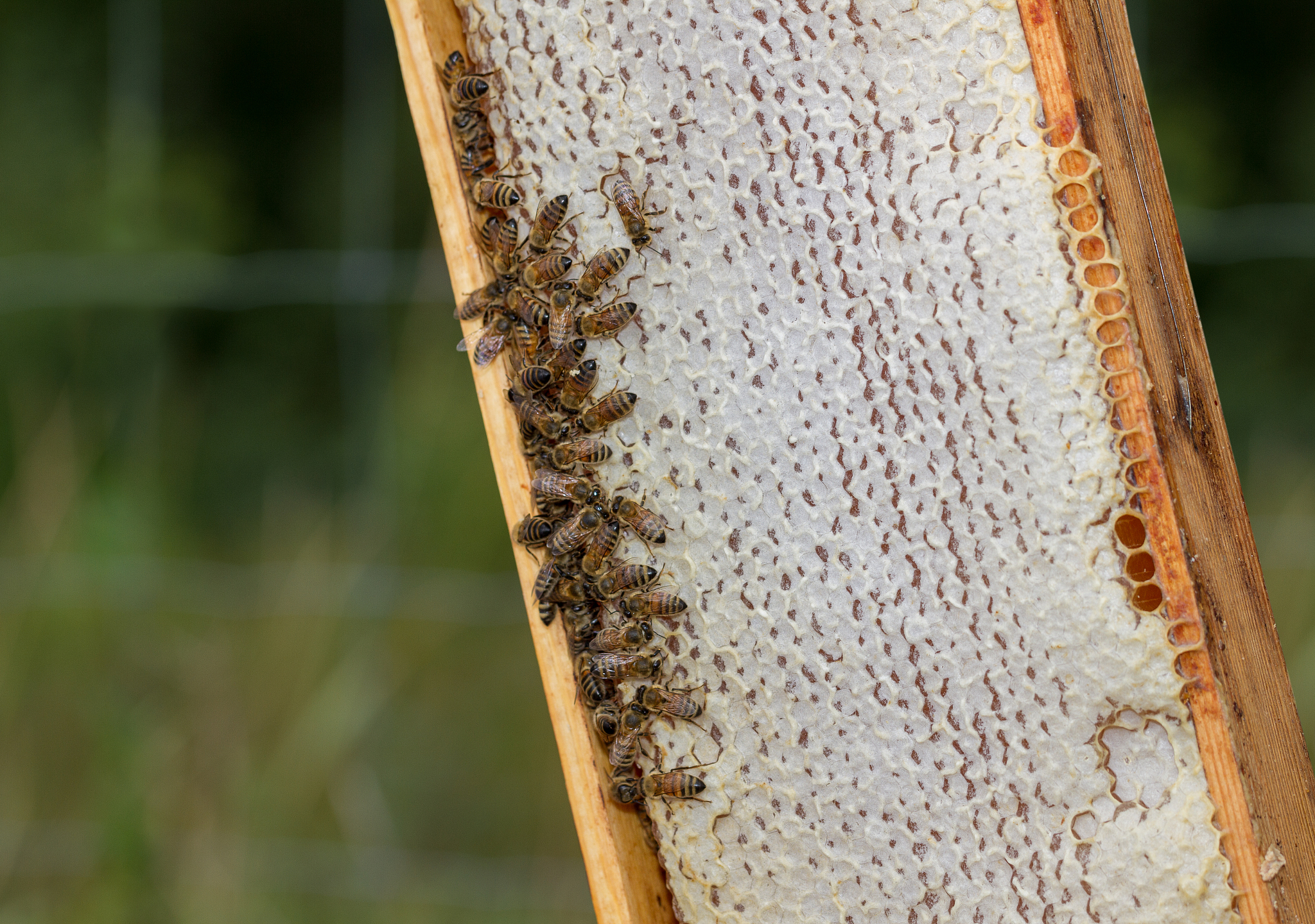 frame of honey.