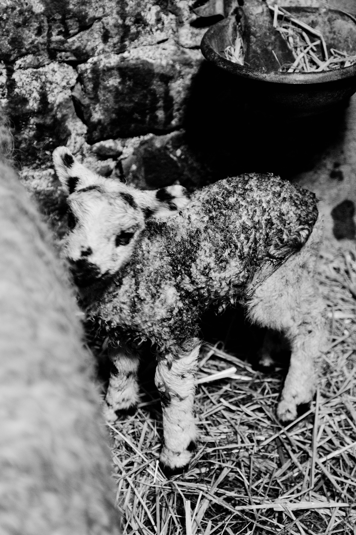 orphan lamb