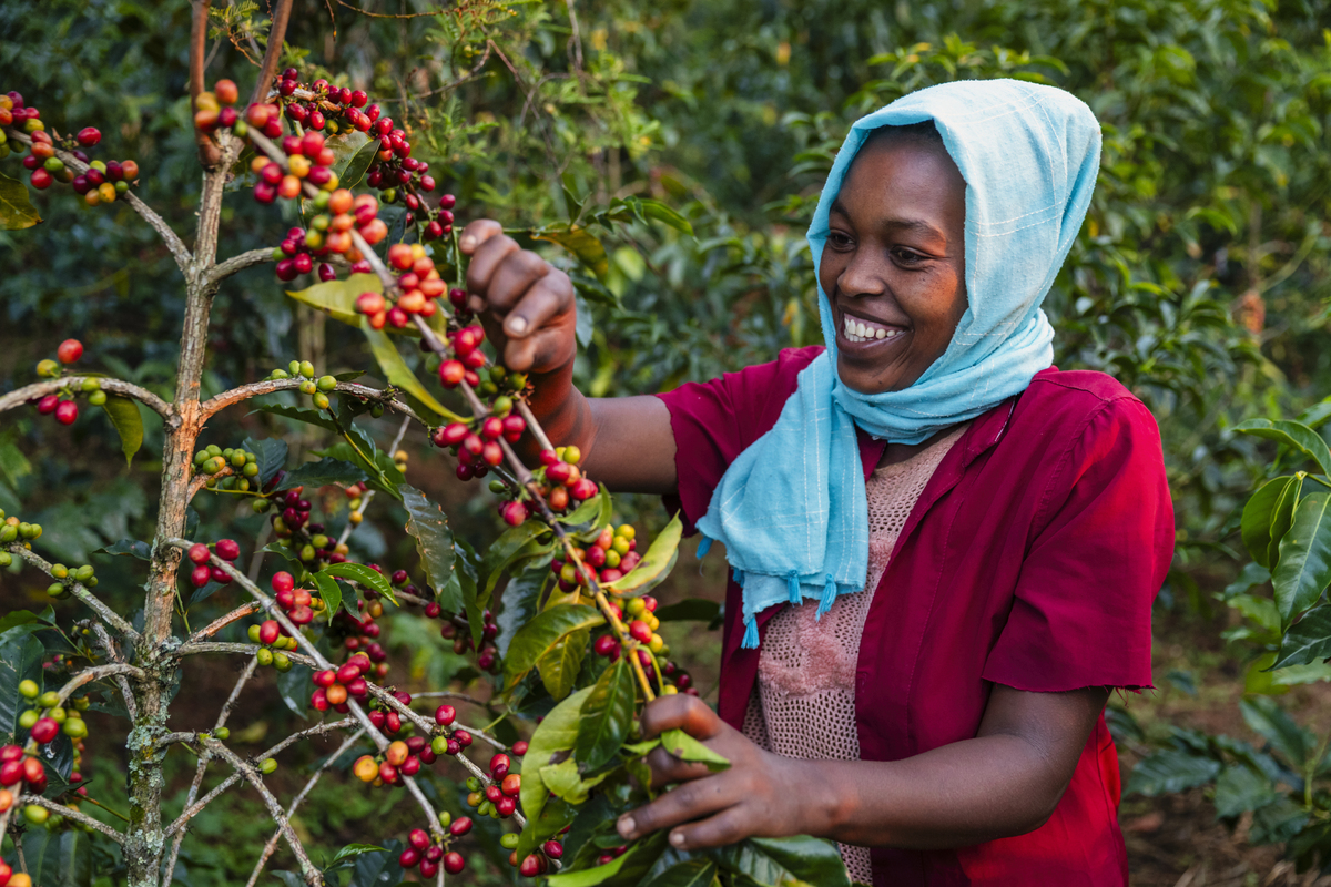 四五月份的云南已经快到雨季了中午的温度高达40度早晚有将近20度温差独特的高海拔、低纬度以及日照充足的风土条件造就了云南咖啡的风味。在这个季节看不到产季的红果和漫山的云海但辛勤的咖农们依旧守护着这片咖啡山。你很难想象一个本来不会农活的都市人因为太喜欢咖啡就一起搬到了山顶上开始了安静自然的生活。一颗颗咖啡豆从开荒、除草、播种、施肥每天得看气候和湿度给予这些豆子最适合的它们的照顾方式。婆婆一直生活在这