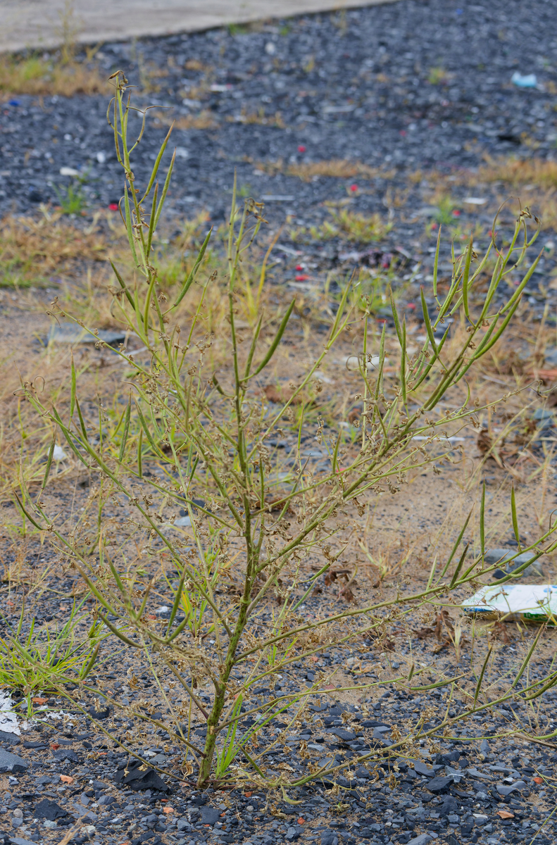 野生植物资源开发与利用专科就业前景好不好？