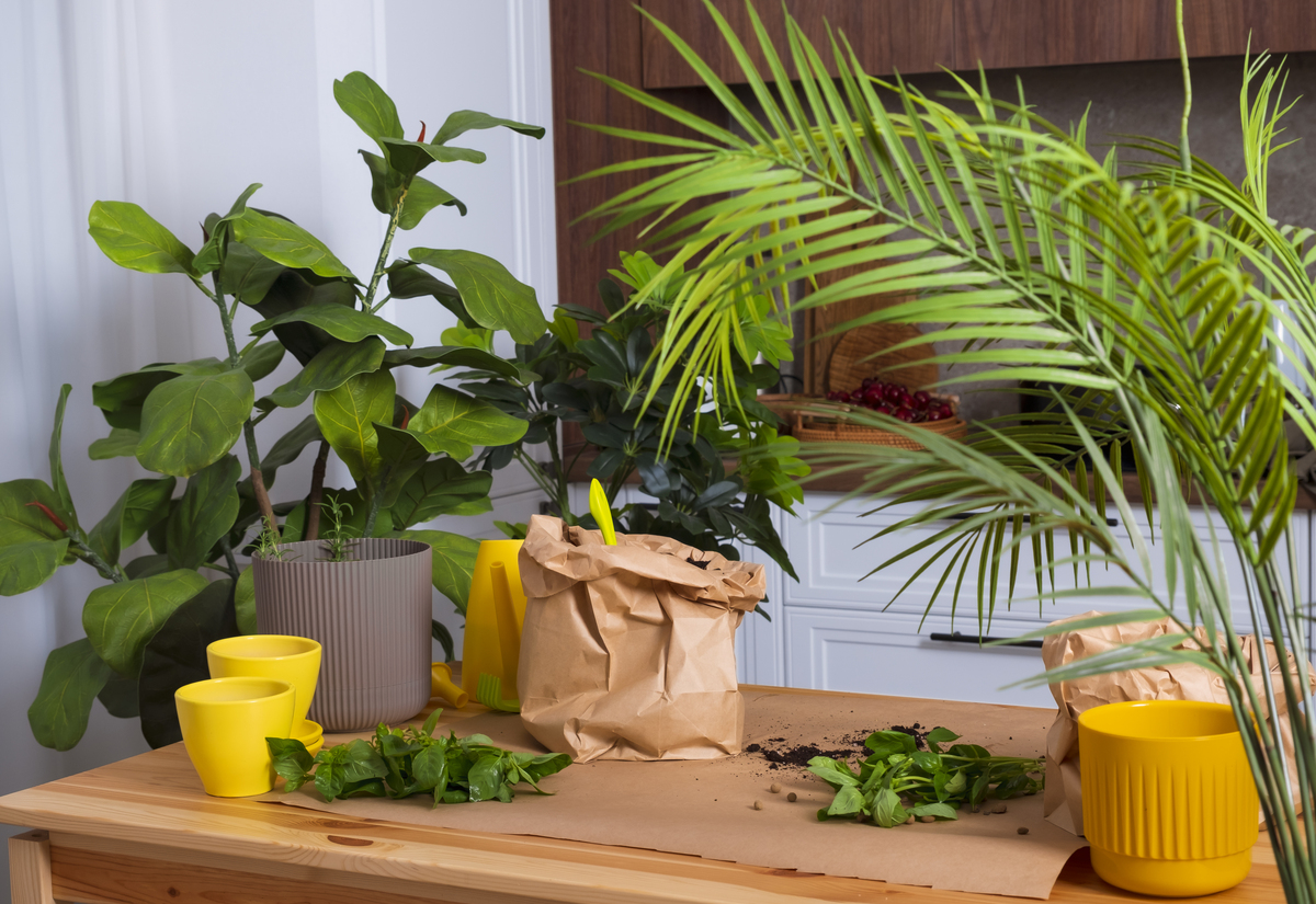 用绿植和自然元素为家居注入生机与活力