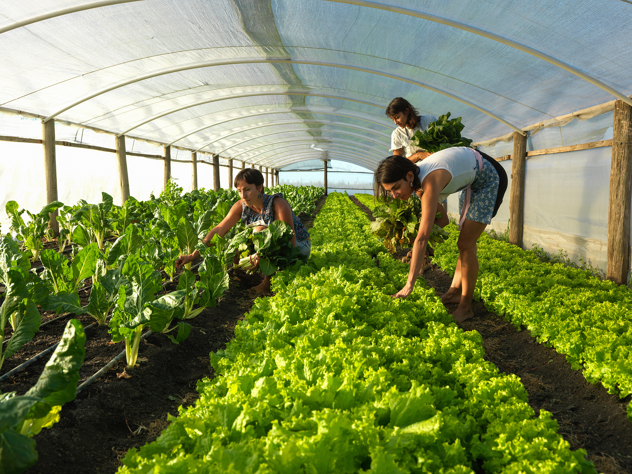 甘肃哪些学校开设有蔬菜专业