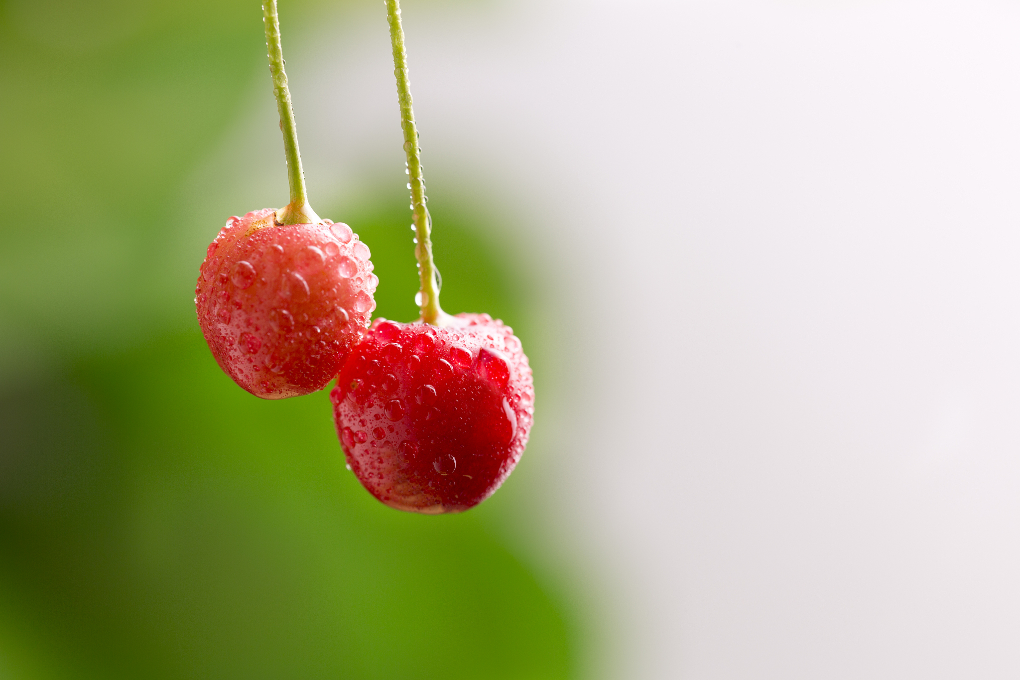 cherry