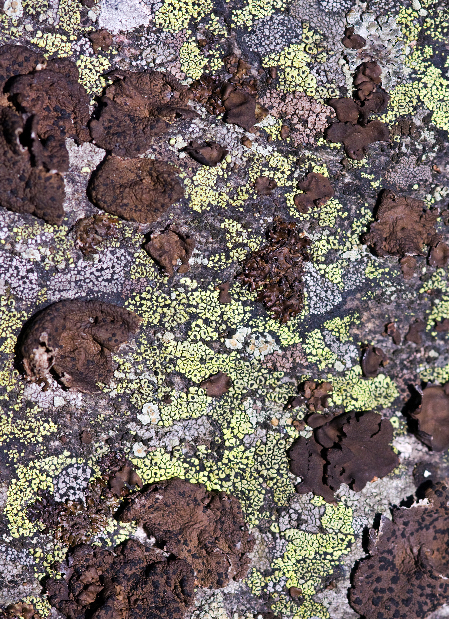 Pseudomonas putida PG-9 对苹果土壤真菌 Alpha 多样性的影响