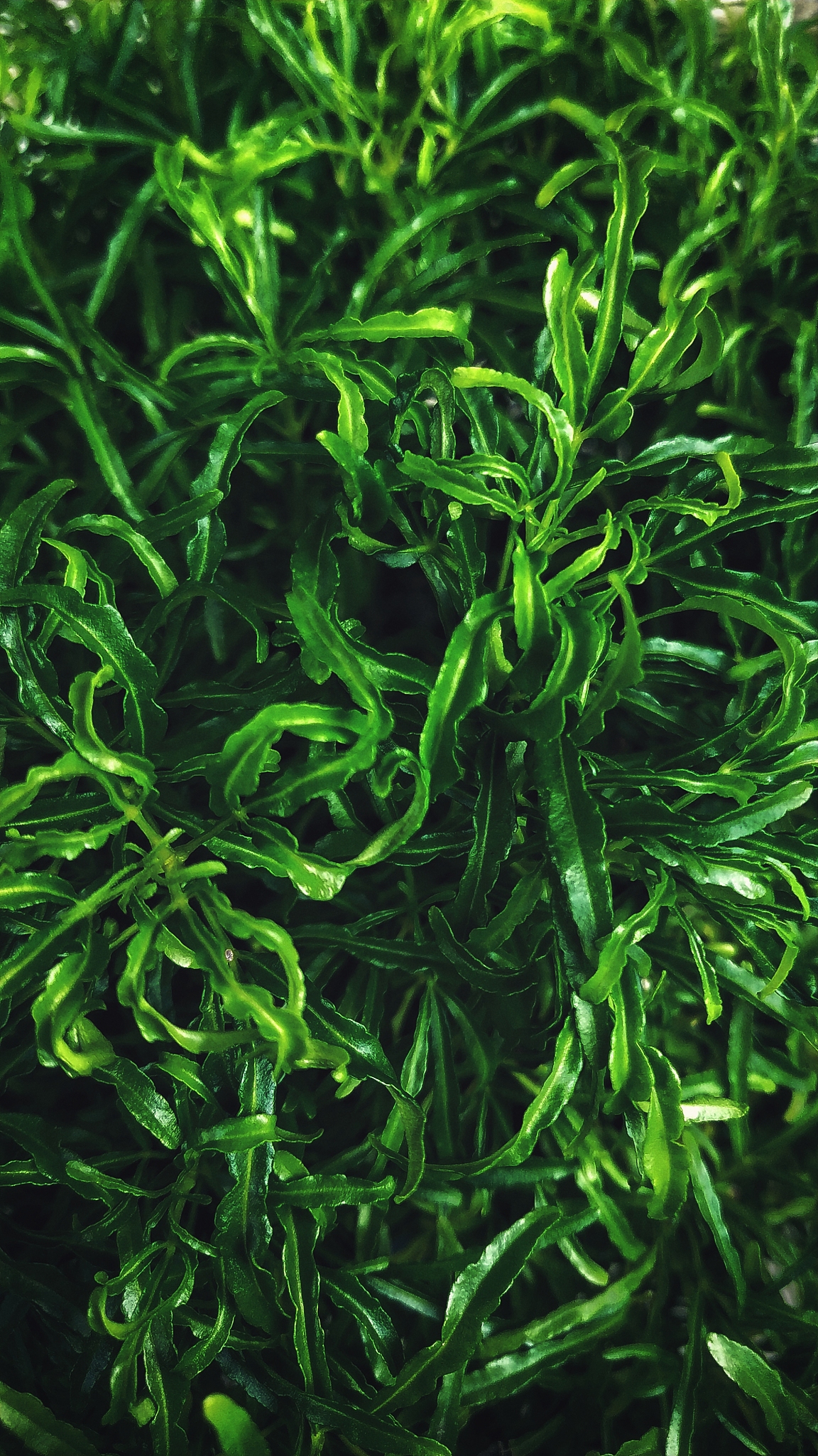 green texture of leaf