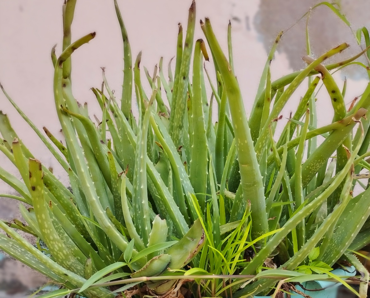 葱兰叶子变黄怎么办