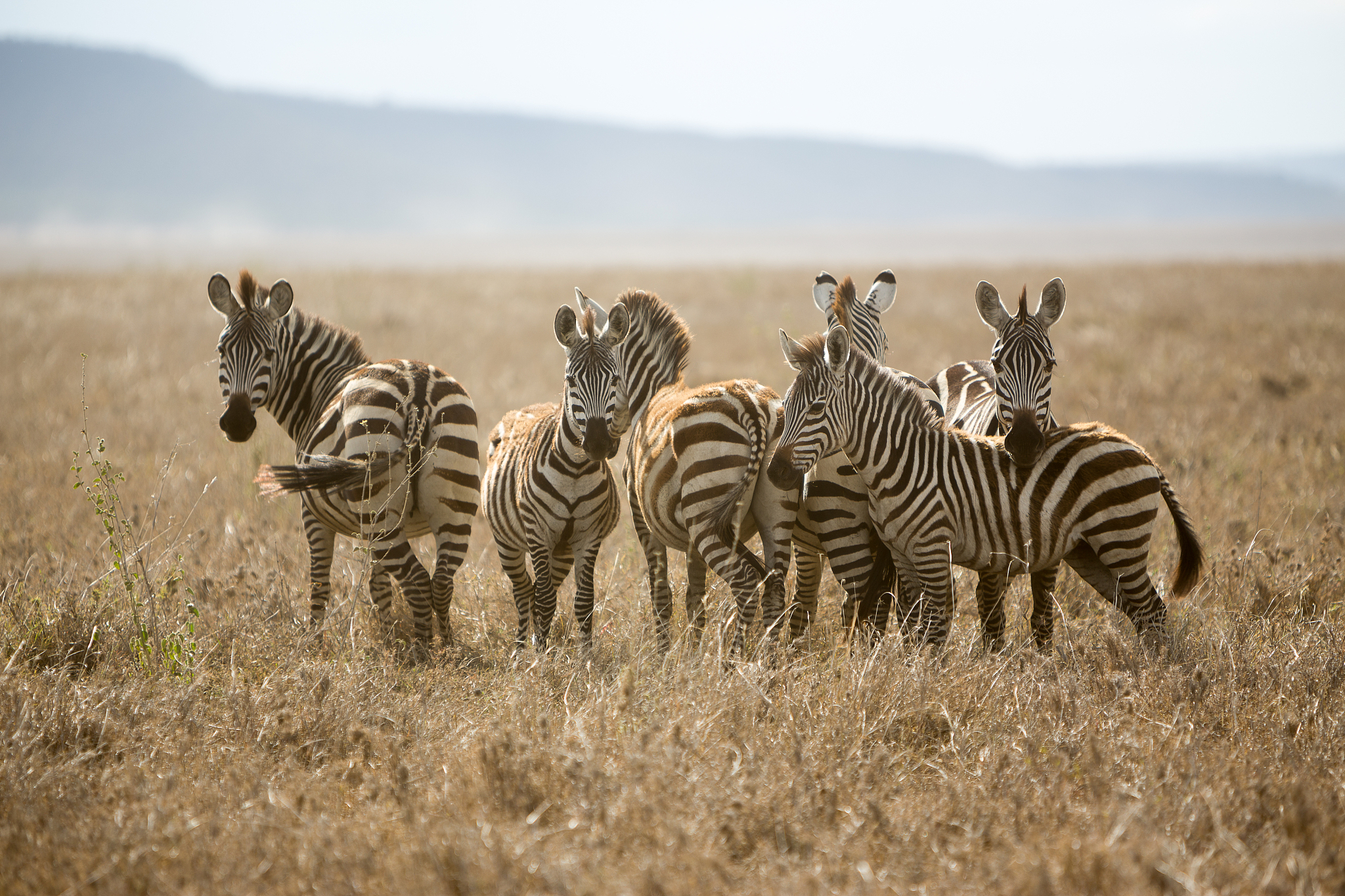 zebra