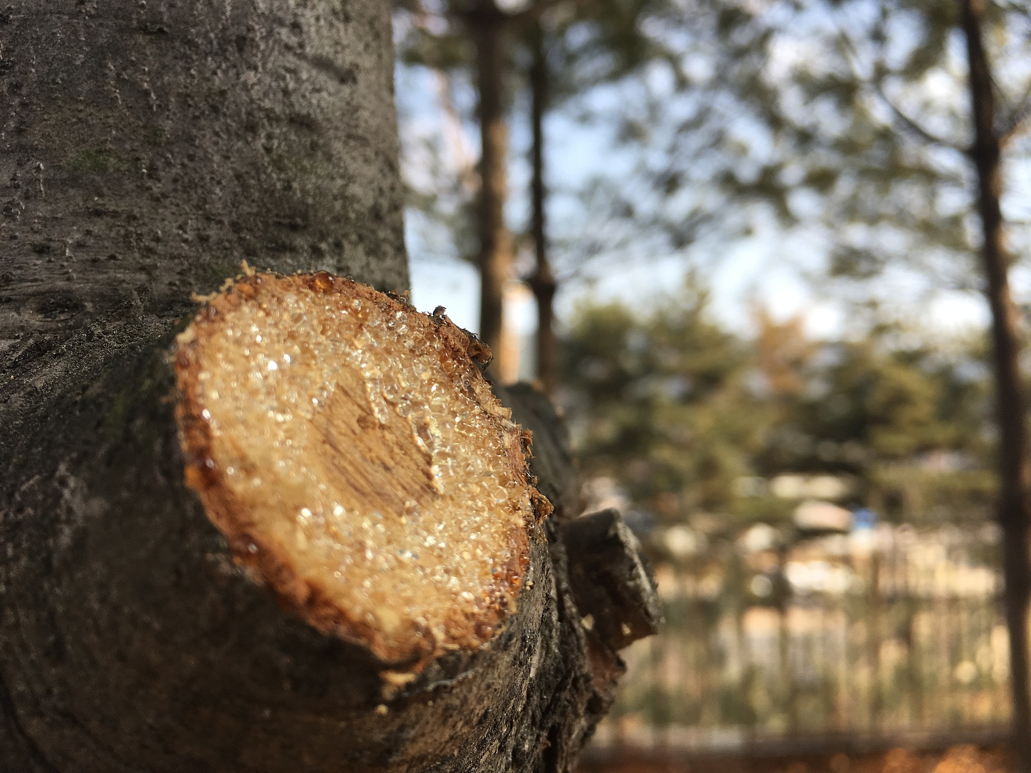 rosin