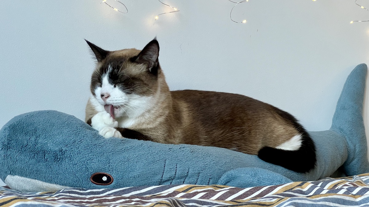 扮演一名宠物博主写篇800字为什么我家猫对着毛绒公仔焦躁不安？看起来很焦急的样子？的视频文案要有互动语句重新编写个标题