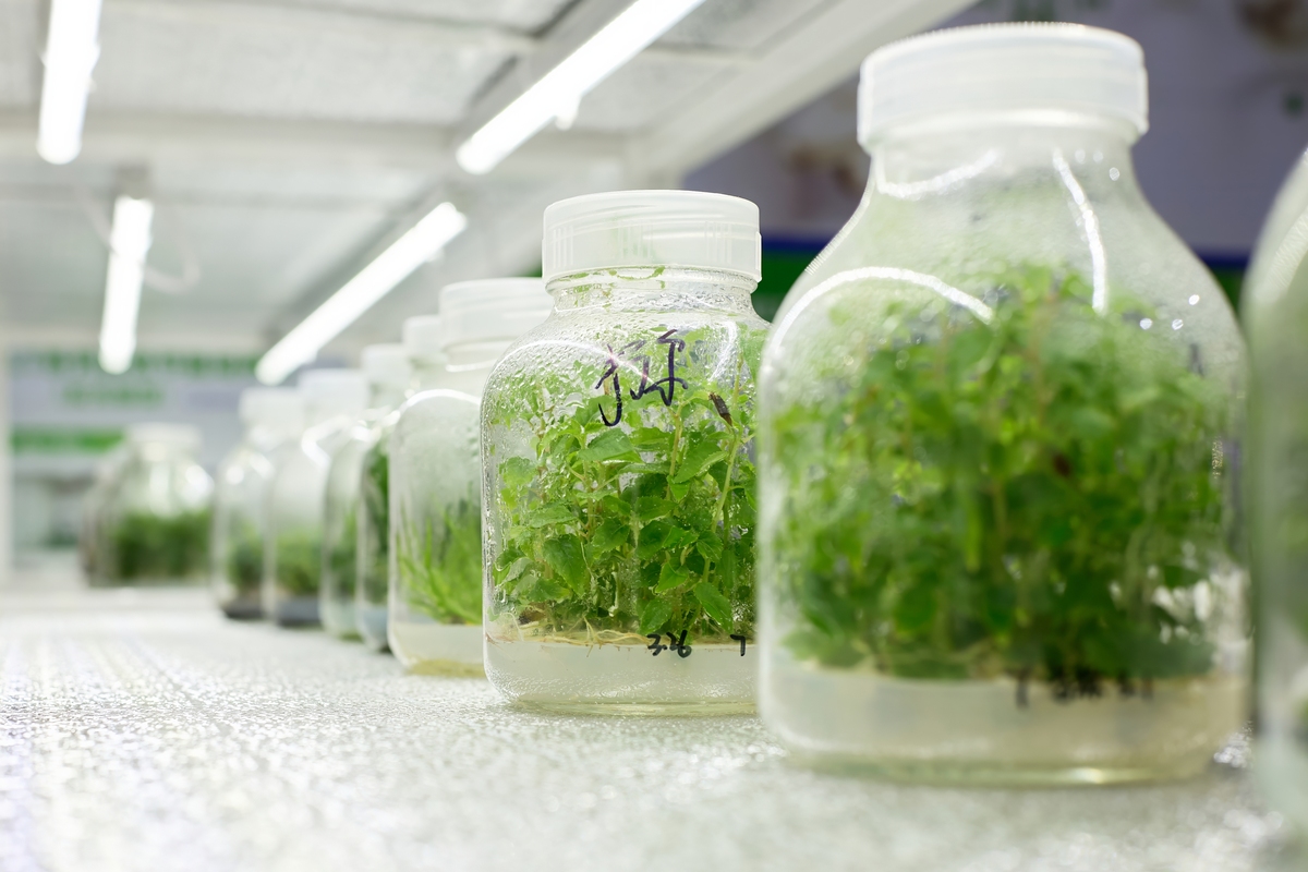 拟南芥种子培养：从消毒到开花全过程