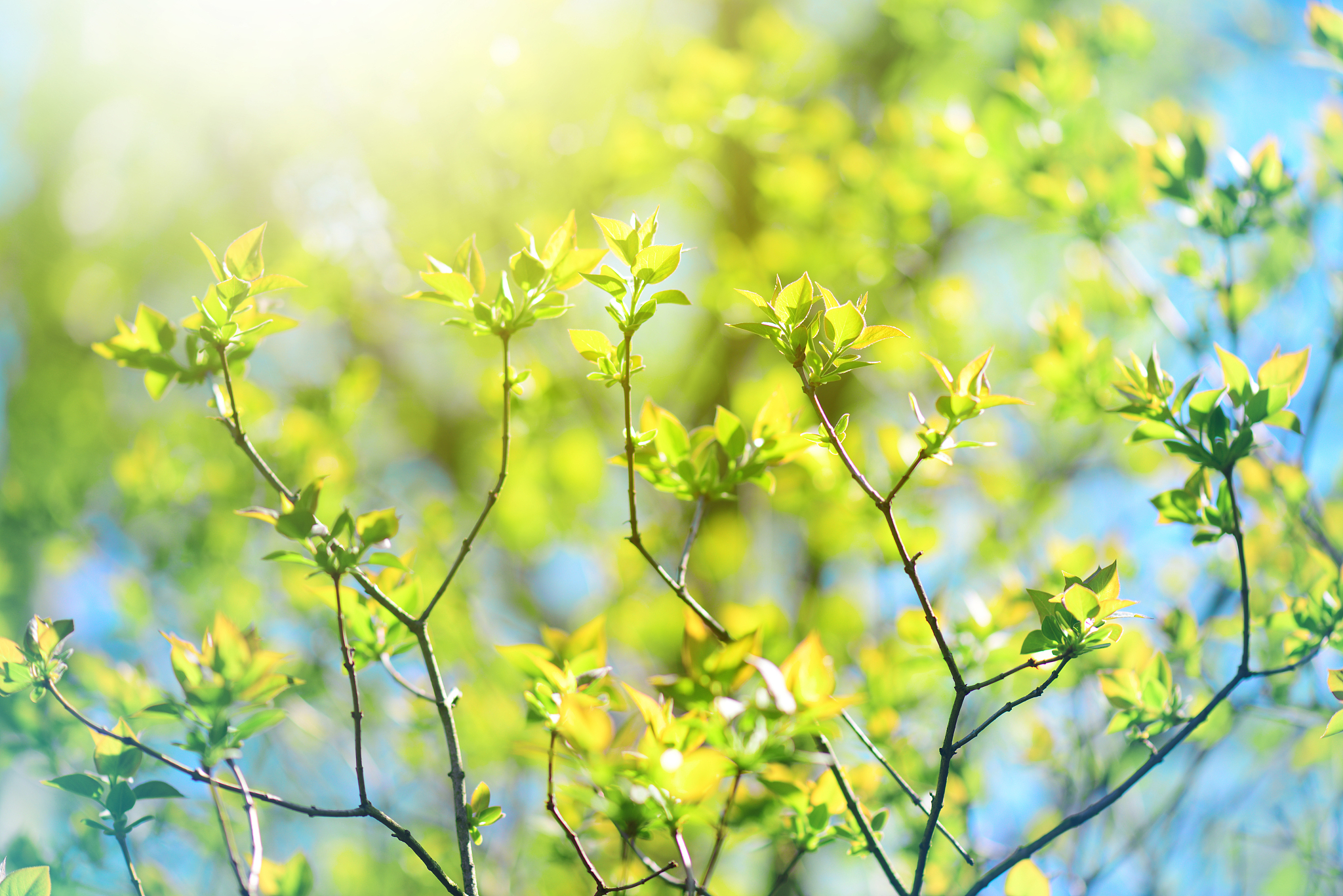 春天的美好：迎接新开始，放飞心灵，追逐梦想