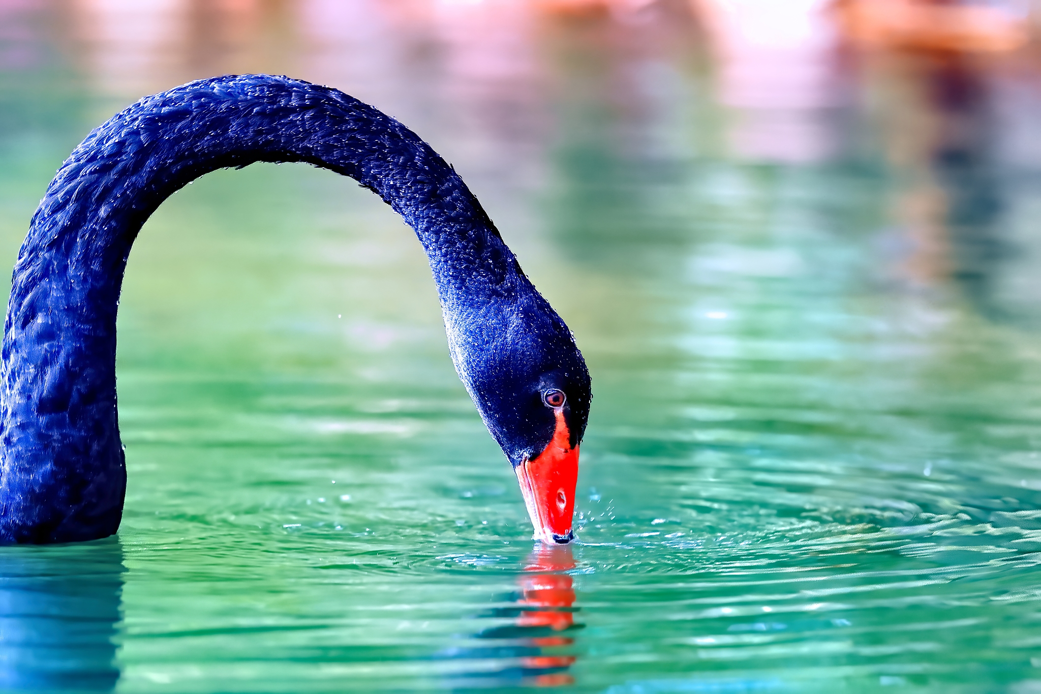 黑白天鹅舞段的表现力分析之舞蹈表情和情绪