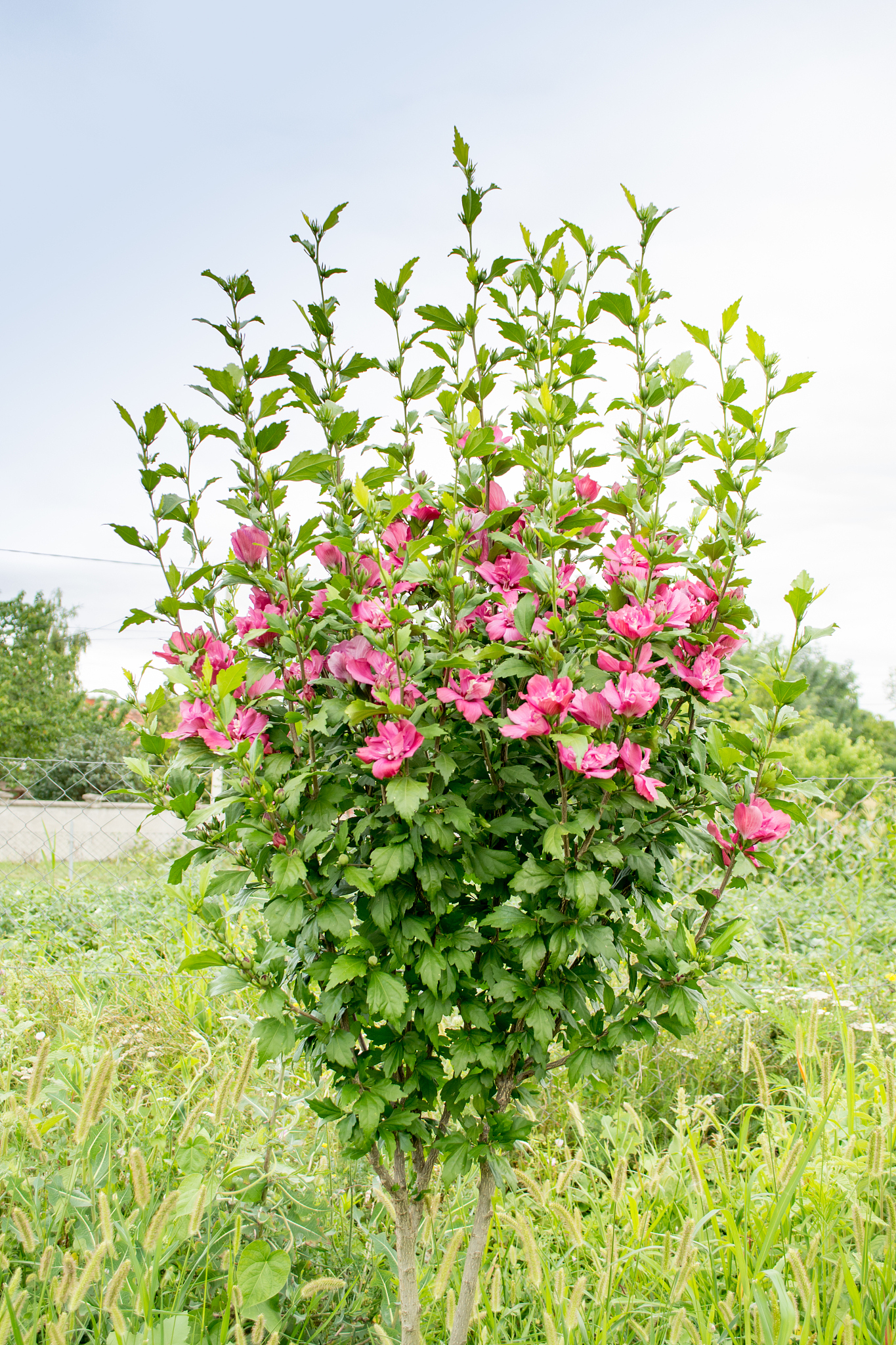 小木槿种植方法：从选址到养护，轻松打造美丽庭院