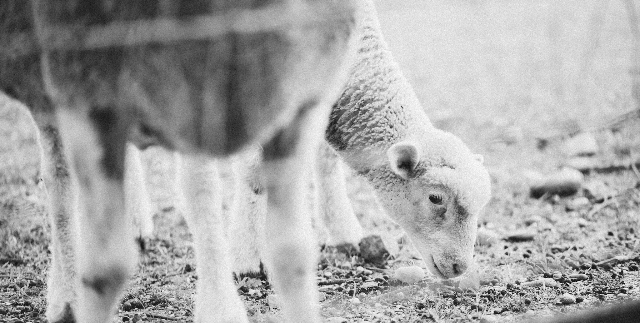 羊为什么这么傻