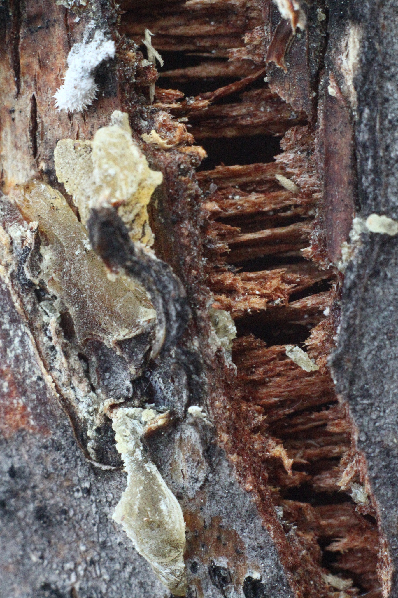 macro
