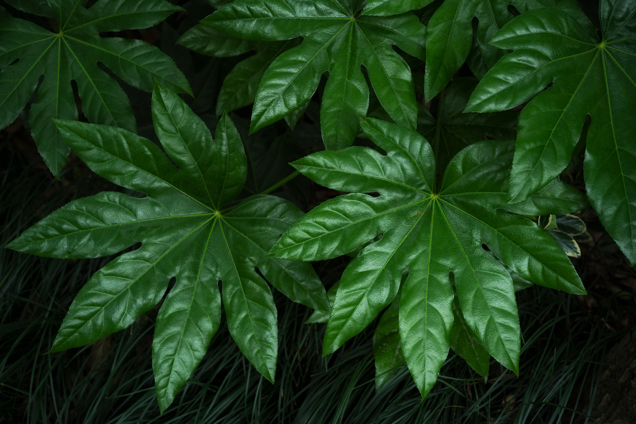 植物八角金花
