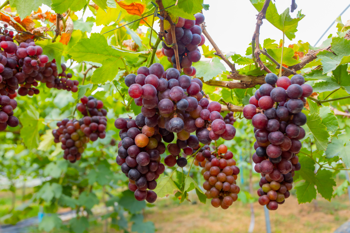 怀孕可以多吃葡萄吗 孕妇每天最好别超这个