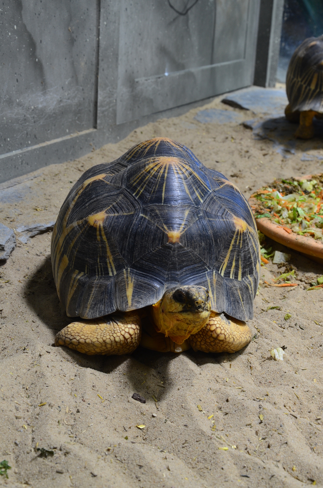 land tortoise walking in sand