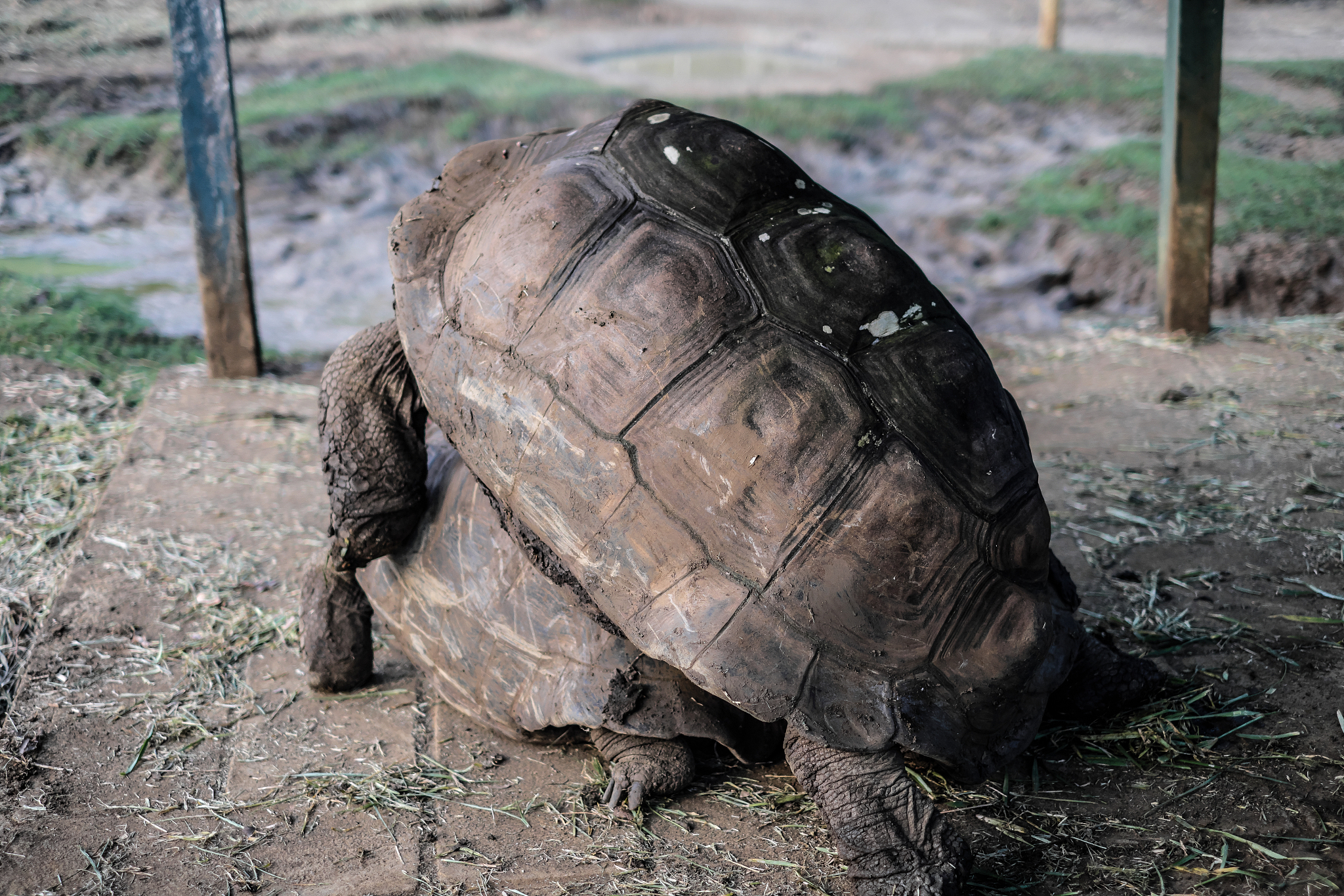 giant tortoise mating
