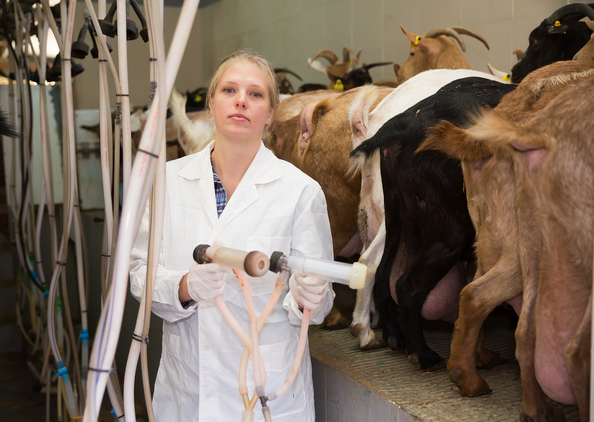 畜牧兽医专业详解及就业方向用