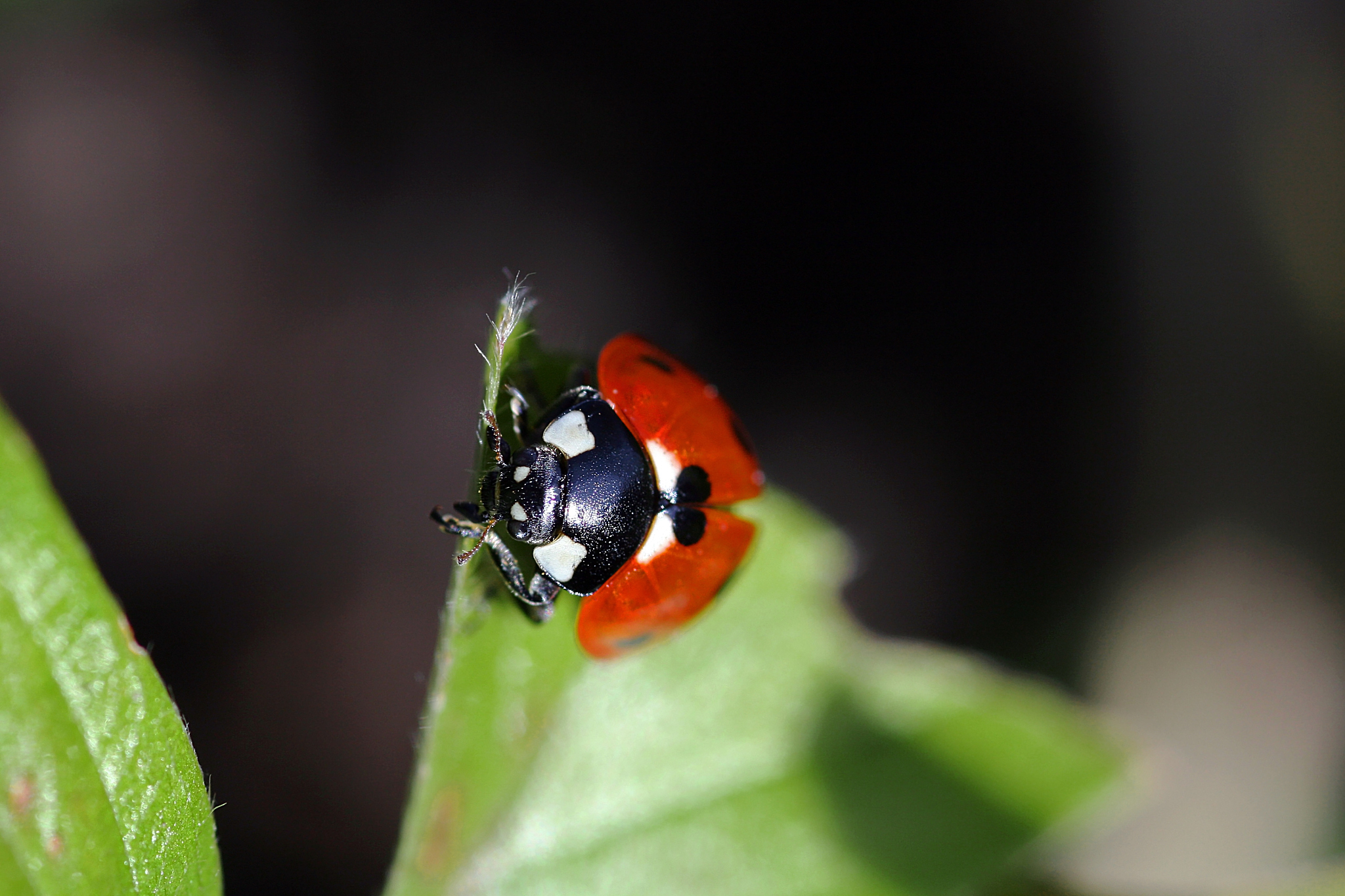 close up of a ladybug