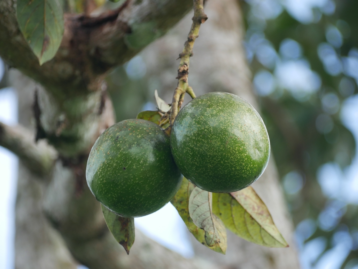 巴西果功效与作用：抗氧化、提高免疫力、降低胆固醇
