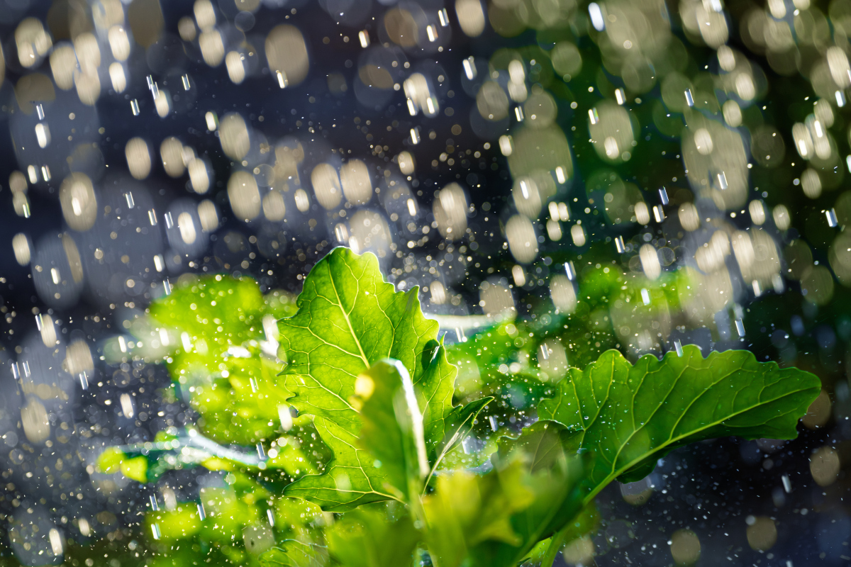 倾听雨声：感受自然的宁静与美好