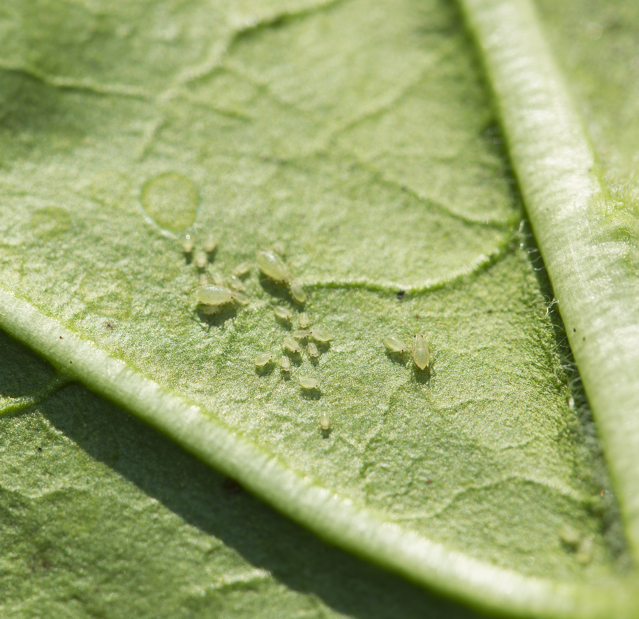 西红柿常见虫害识别与防治