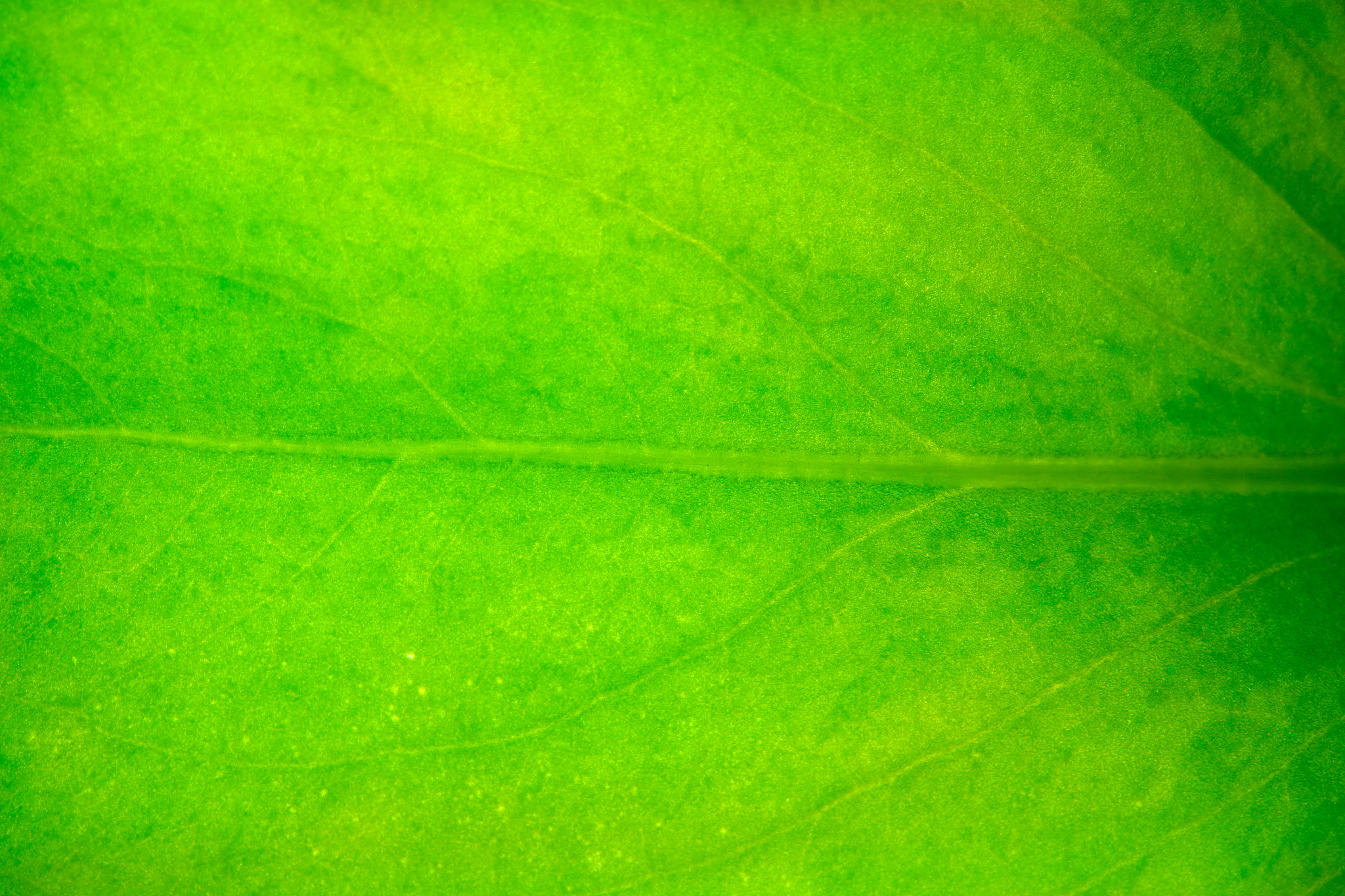 自然科学类学术论文用中文回答